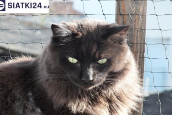Siatki Wołomin - Zabezpieczenie balkonu siatką - Kocia siatka - bezpieczny kot dla terenów Wołomina